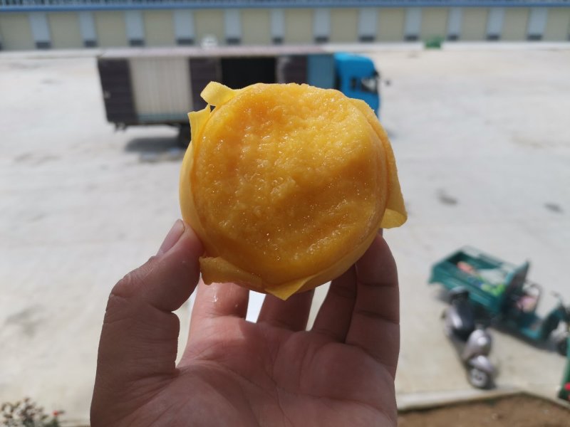 83黄桃罐头黄桃新鲜水果做罐头用的黄桃子当季整箱包邮