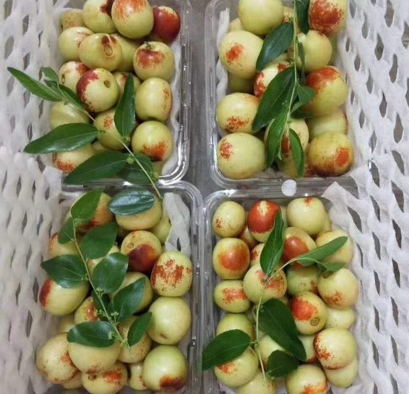 冬枣大棚冬枣