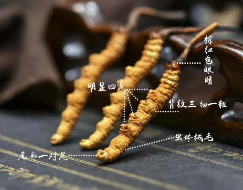 【精品】正宗西藏那曲纯野生冬虫夏草假一赔十顺丰包邮