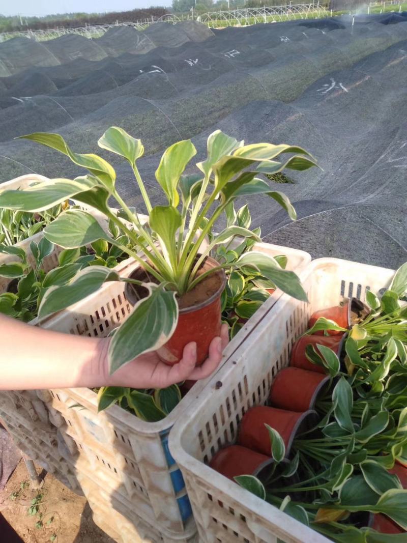金边玉簪，花叶玉簪，基地直销，常年销售各种绿化苗木。