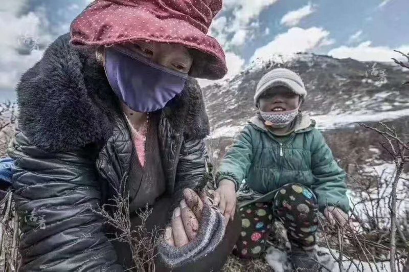 西藏那曲纯野生冬虫夏草产地直销，一手货源，顺丰包邮