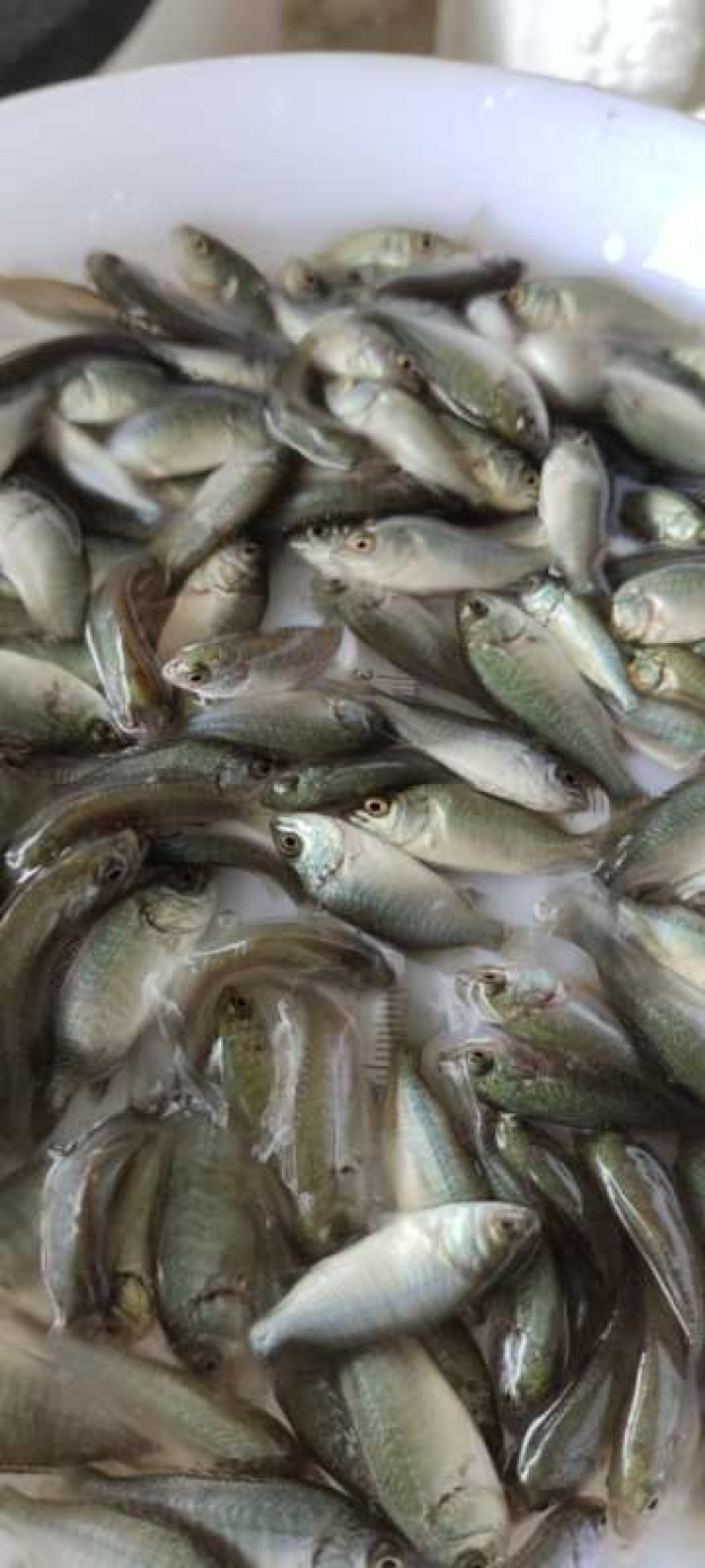 宝石鲈鱼苗罕有鱼苗淡水养殖鲈鱼加州鲈鱼苗淡水鱼苗大量供应