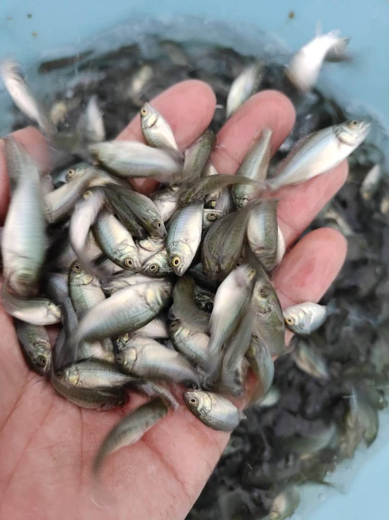 宝石鲈鱼苗罕有鱼苗淡水养殖鲈鱼加州鲈鱼苗淡水鱼苗大量供应