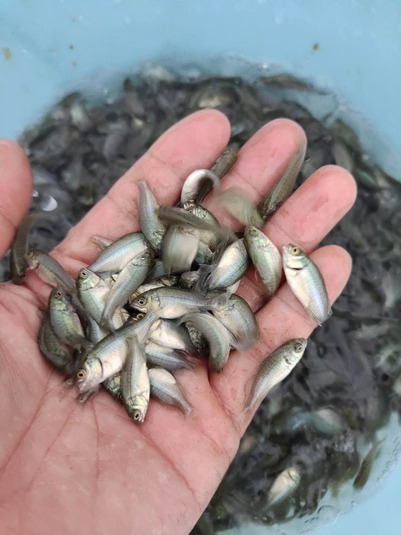 宝石鲈鱼苗罕有鱼苗淡水养殖鲈鱼加州鲈鱼苗淡水鱼苗大量供应