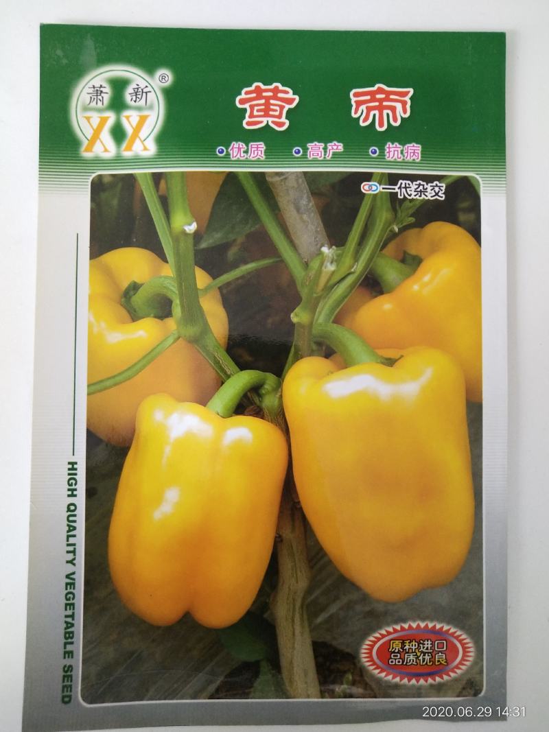 甜椒种子杂交品种中早熟成熟后黄色帝王甜椒高产种子