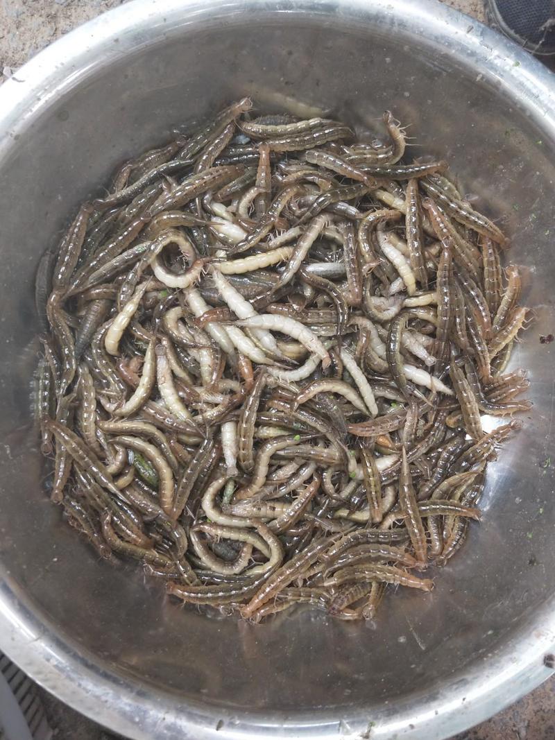 水蜻蜓水虿虫水蝎子食用蜻蜓幼若虫昆虫批发兼零售