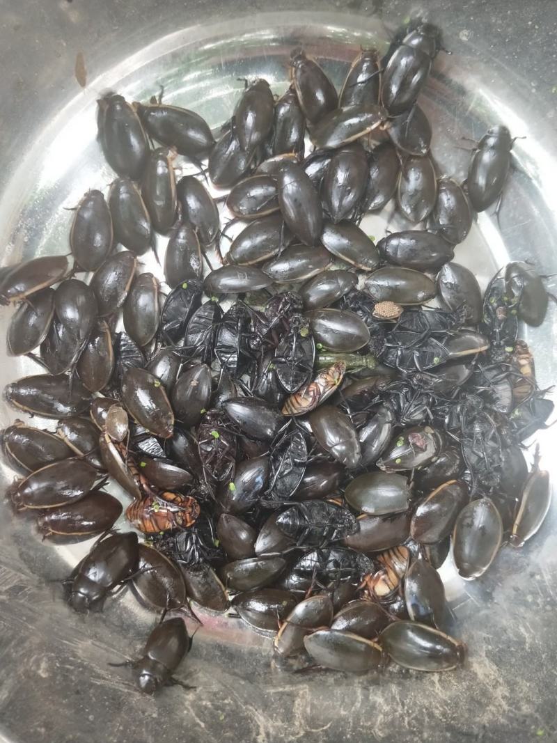 水蜻蜓水虿虫水蝎子食用蜻蜓幼若虫昆虫批发兼零售