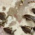 水蜻蜓水虿虫水蝎子食用蜻蜓幼若虫昆虫批发兼零售