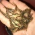 黄骨鱼黄颡鱼黄辣丁杂交黄骨鱼昂刺鱼全雄黄骨鱼苗