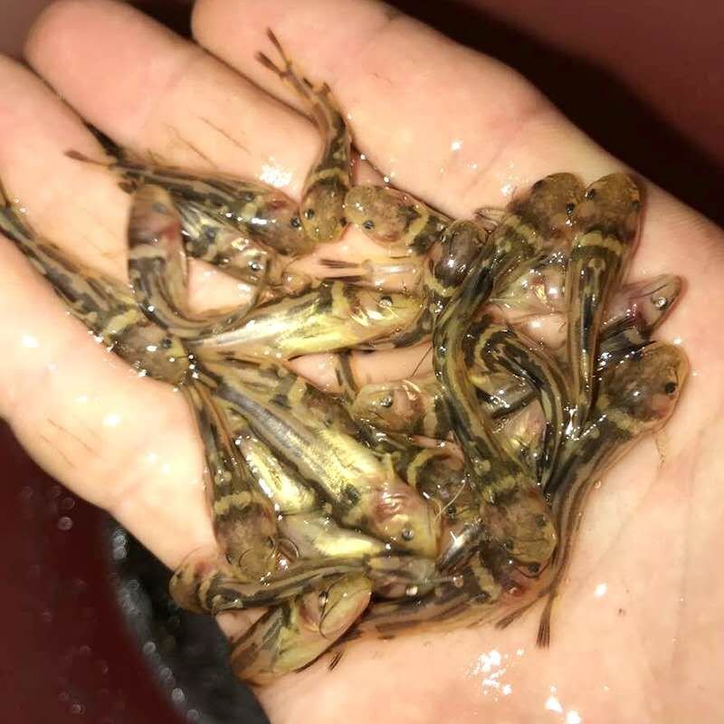 黄骨鱼黄颡鱼黄辣丁杂交黄骨鱼昂刺鱼全雄黄骨鱼苗