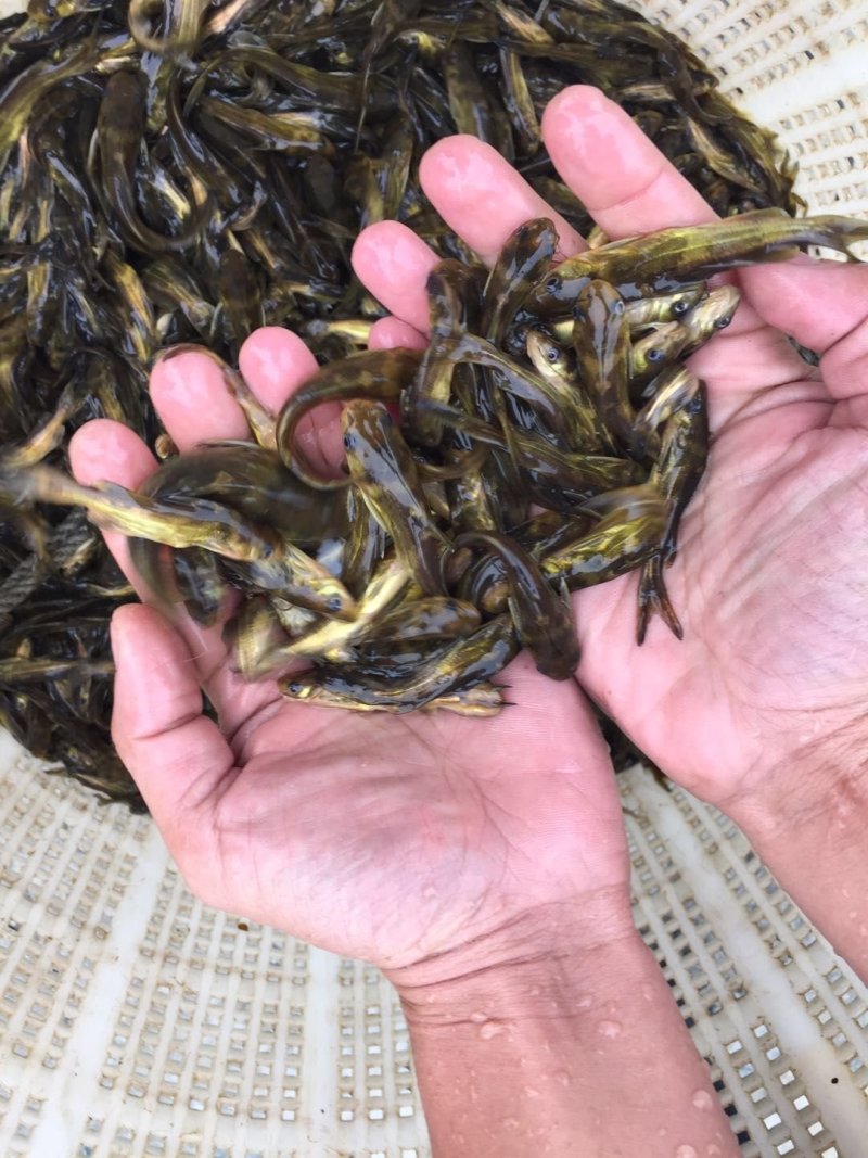 黄骨鱼黄颡鱼黄辣丁杂交黄骨鱼昂刺鱼全雄黄骨鱼苗