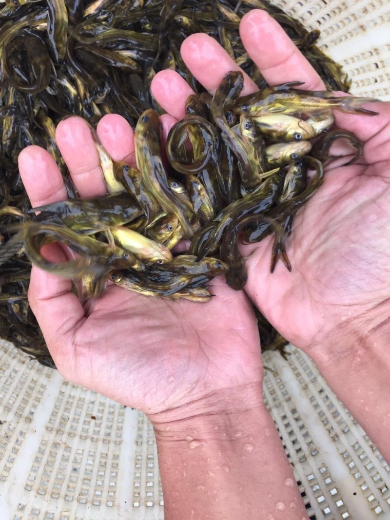 黄骨鱼黄颡鱼黄辣丁杂交黄骨鱼昂刺鱼全雄黄骨鱼苗