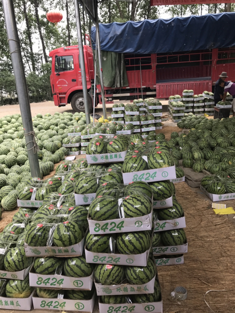 美都8424西瓜产地直销保质保量欢迎咨询