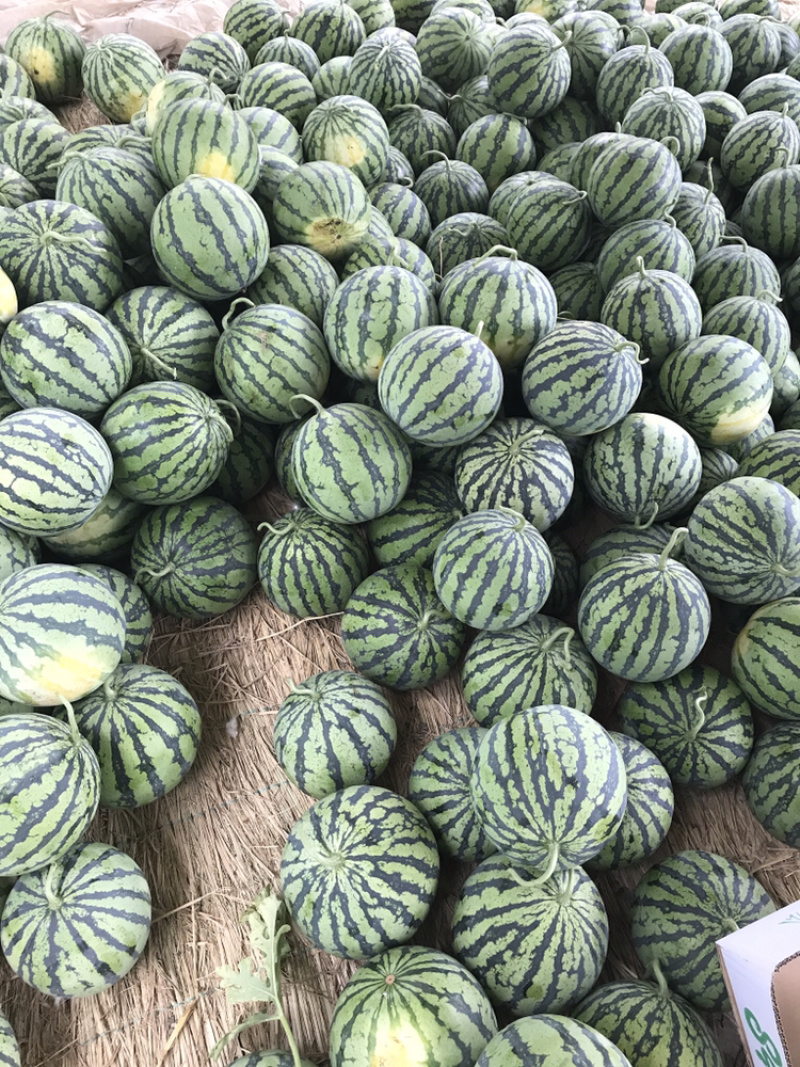 美都8424西瓜产地直销保质保量欢迎咨询