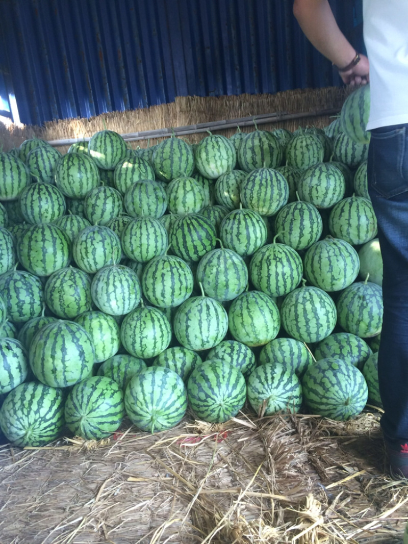 美都8424西瓜产地直销保质保量欢迎咨询