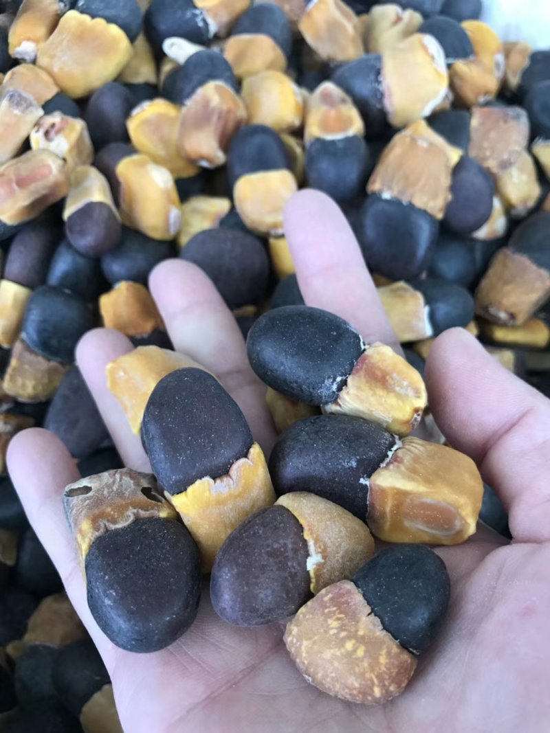 缅茄菩提子马牙果原籽未打孔没抛光打磨500g阴阳