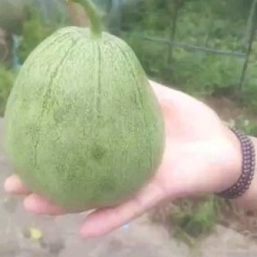 绿宝甜瓜，绿皮