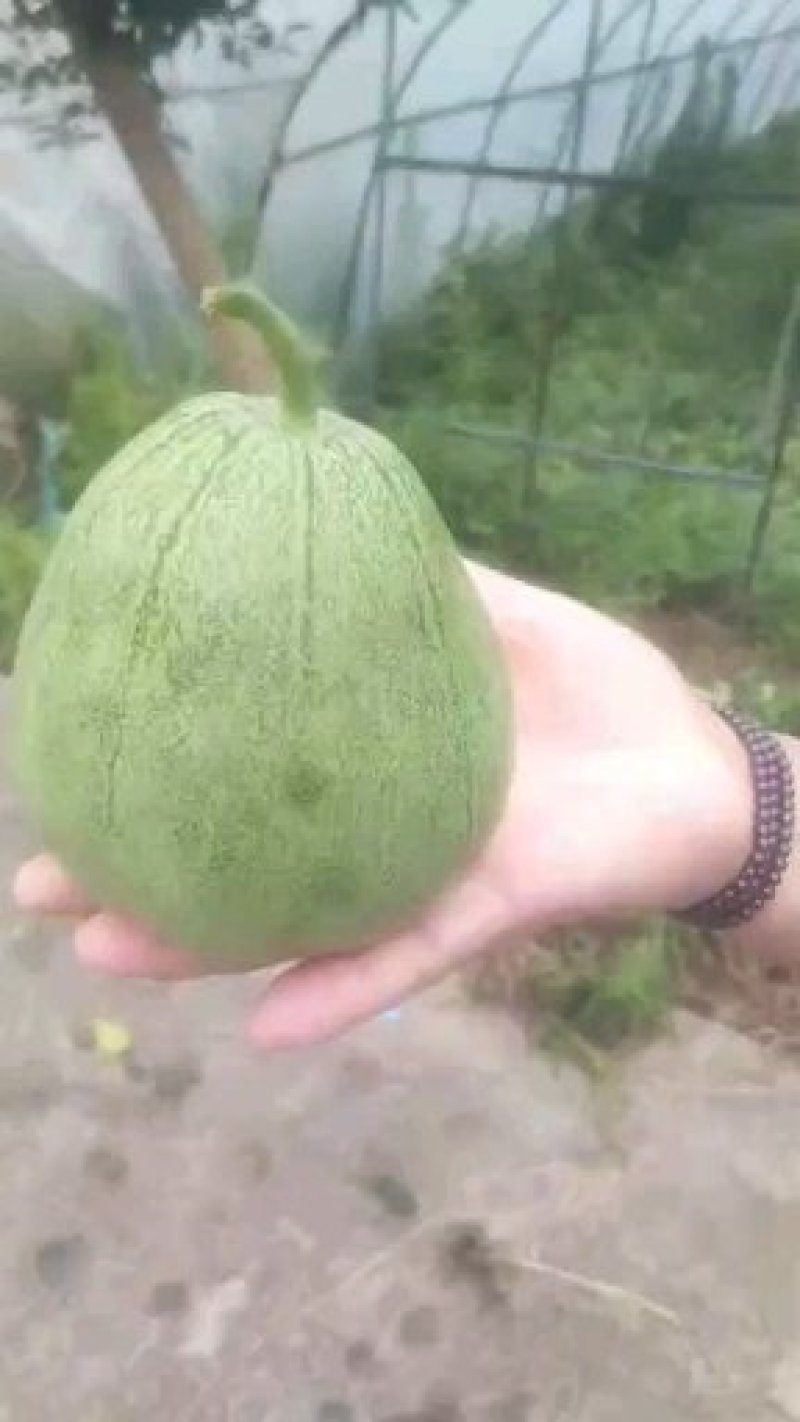 绿宝甜瓜，绿皮