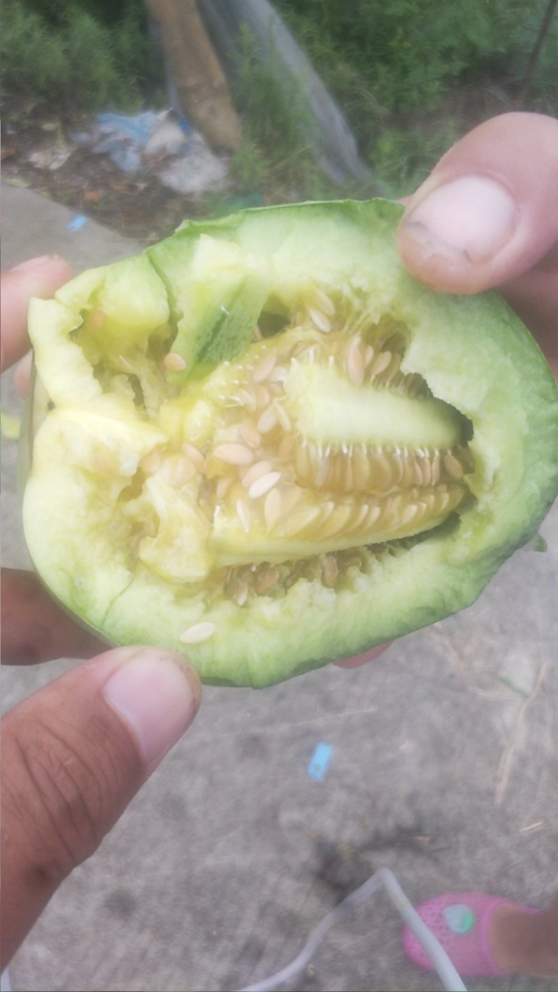 绿宝甜瓜，绿皮