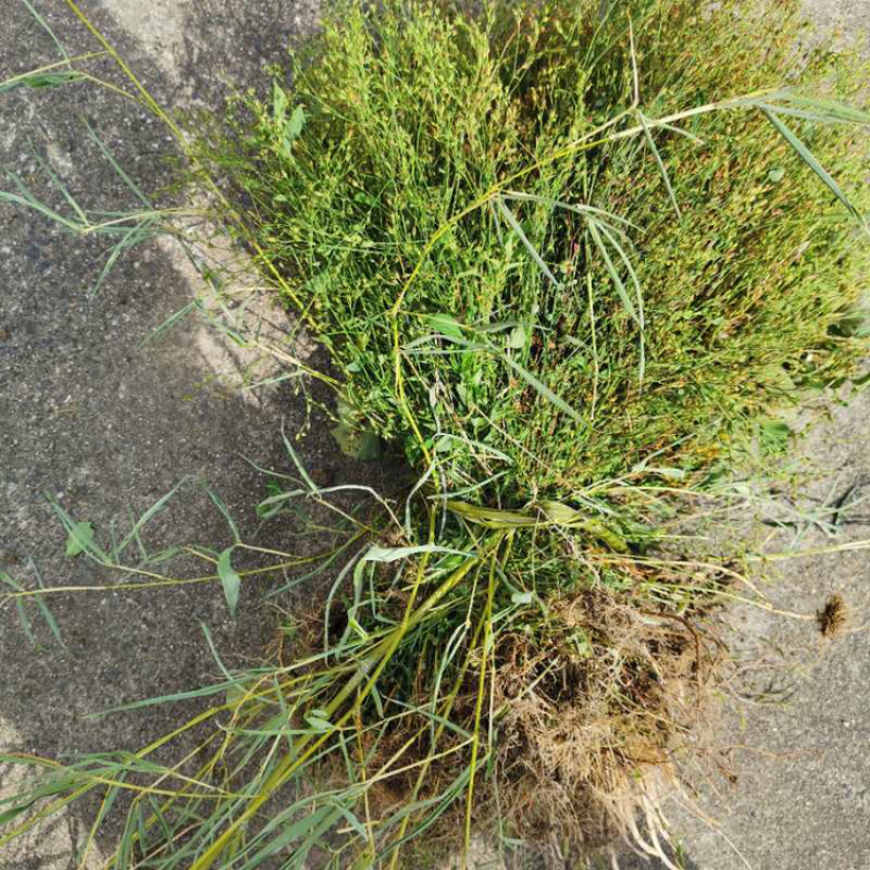 田基黄地耳草野生无硫新货中药材
