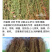 田基黄地耳草野生无硫新货中药材