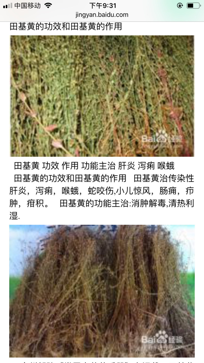 田基黄地耳草野生无硫新货中药材