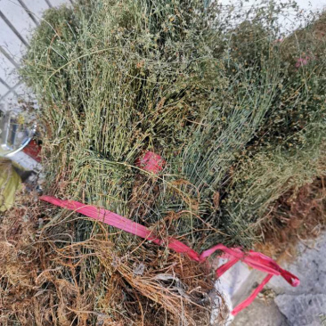 田基黄地耳草野生无硫新货中药材