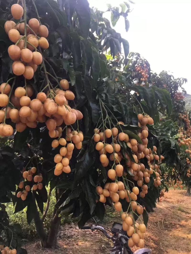 黄皮苗无核黄皮果树苗正宗原产地无核黄皮树苗