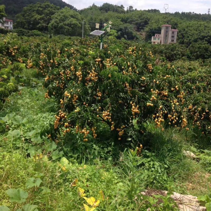 黄皮苗无核黄皮果树苗正宗原产地无核黄皮树苗