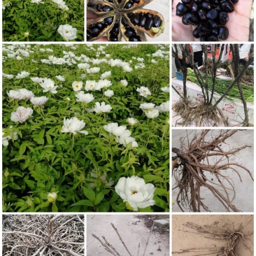 油用牡丹苗，多股牡丹苗，一年至五年牡丹苗