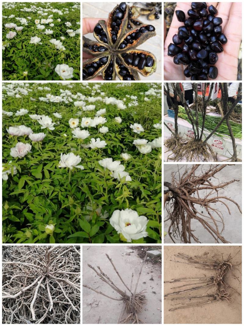 油用牡丹苗，多股牡丹苗，一年至五年牡丹苗