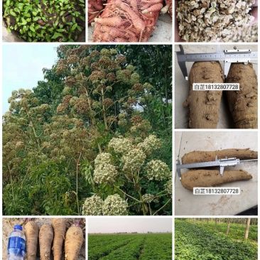 万亩中药材种植，白芷种苗，白芷，包成活，保质量，包服务