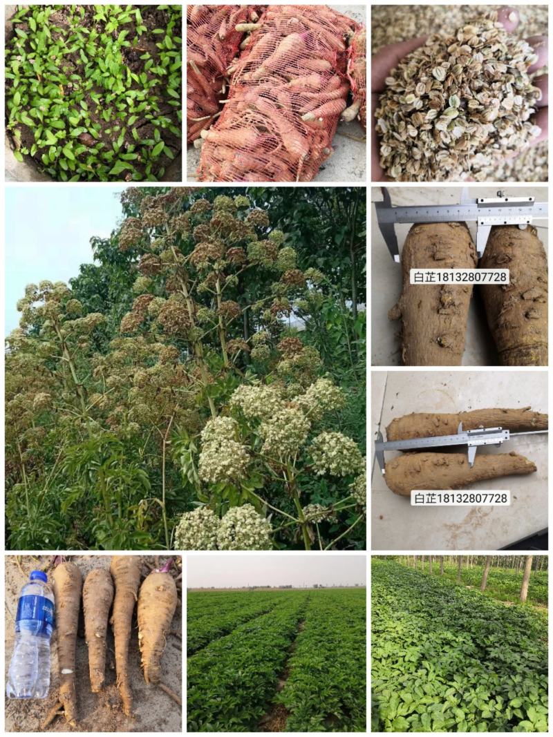 万亩中药材种植，白芷种苗，白芷，包成活，保质量，包服务