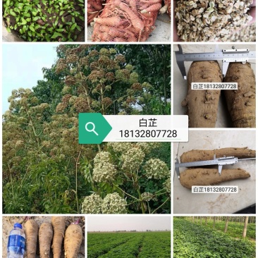 2021年纯新无硫干白芷，大统，小统，各种规格