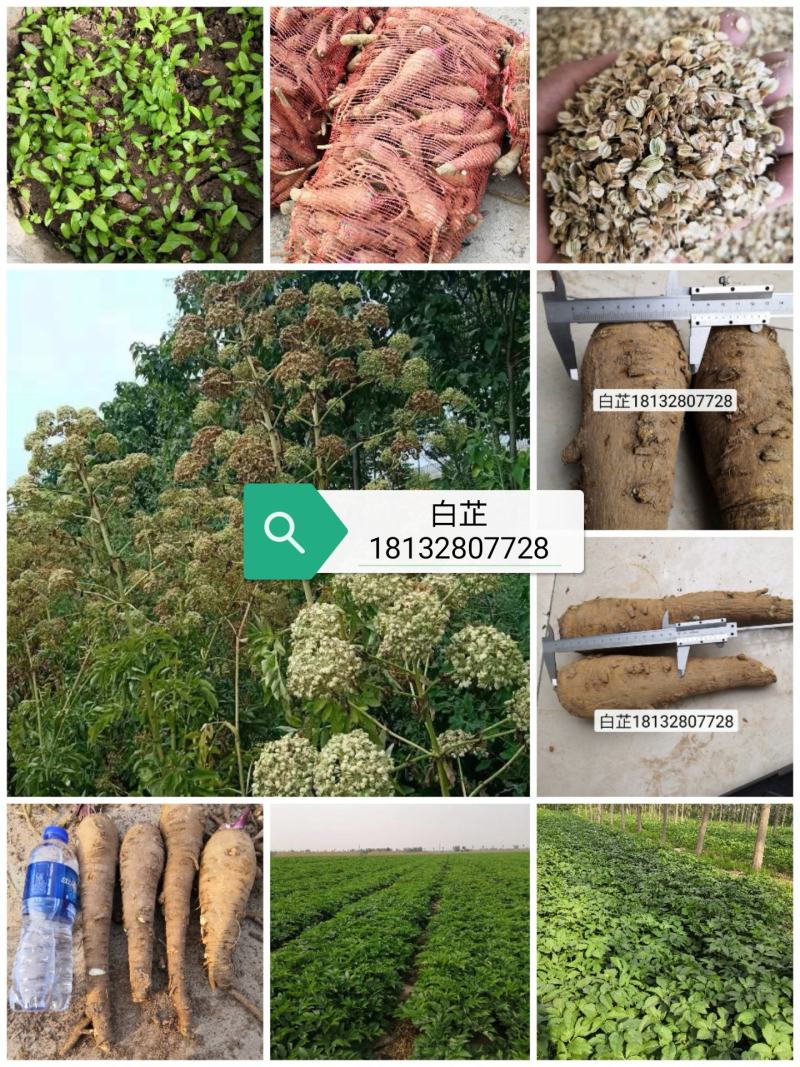 2021年纯新无硫干白芷，大统，小统，各种规格