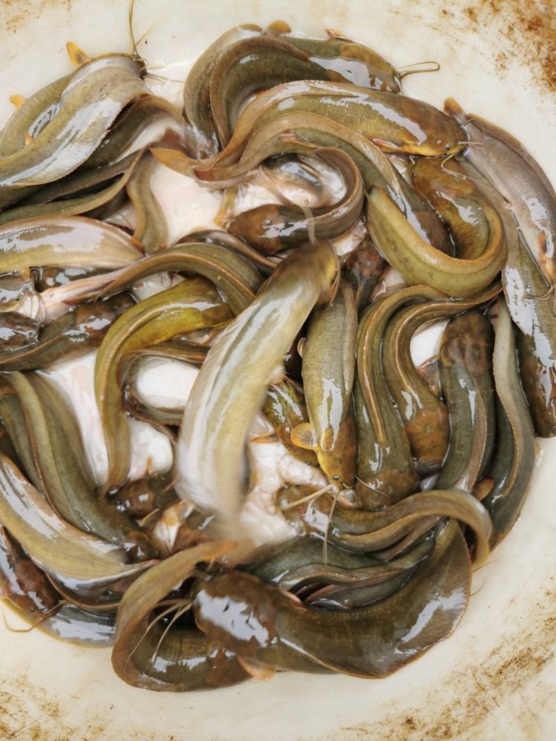 塘鲺鱼苗塘角鱼苗滑哥鱼苗鲶鱼苗中华三黄塘虱