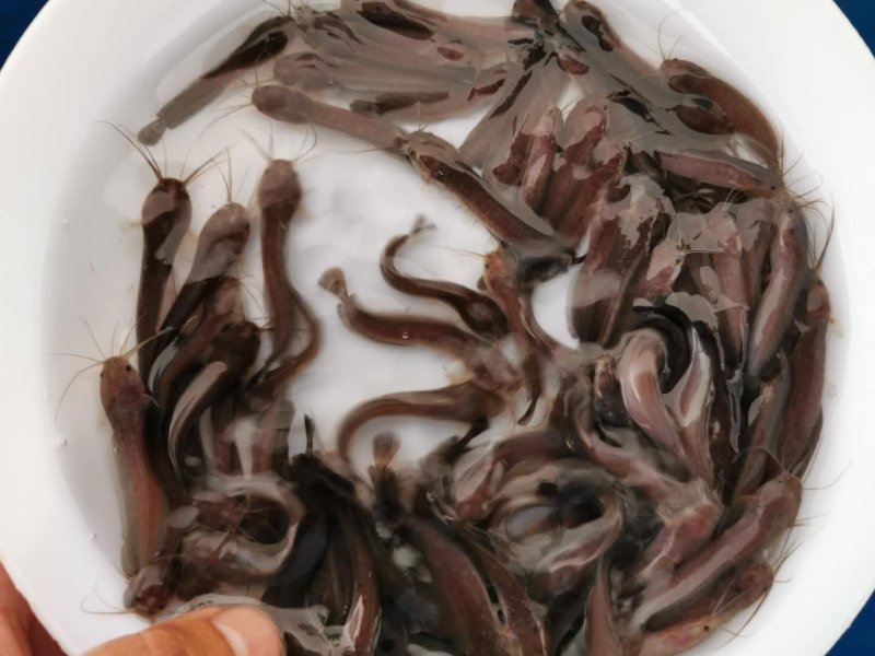 塘鲺鱼苗塘角鱼苗滑哥鱼苗鲶鱼苗中华三黄塘虱