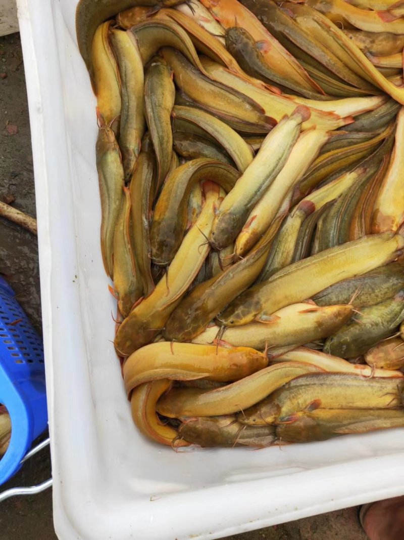 塘鲺鱼苗塘角鱼苗滑哥鱼苗鲶鱼苗中华三黄塘虱