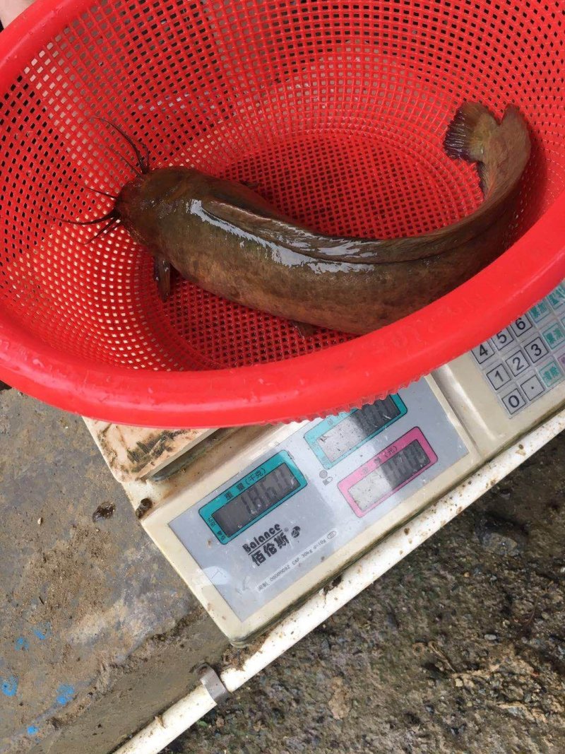 塘鲺鱼苗塘角鱼苗滑哥鱼苗鲶鱼苗中华三黄塘虱