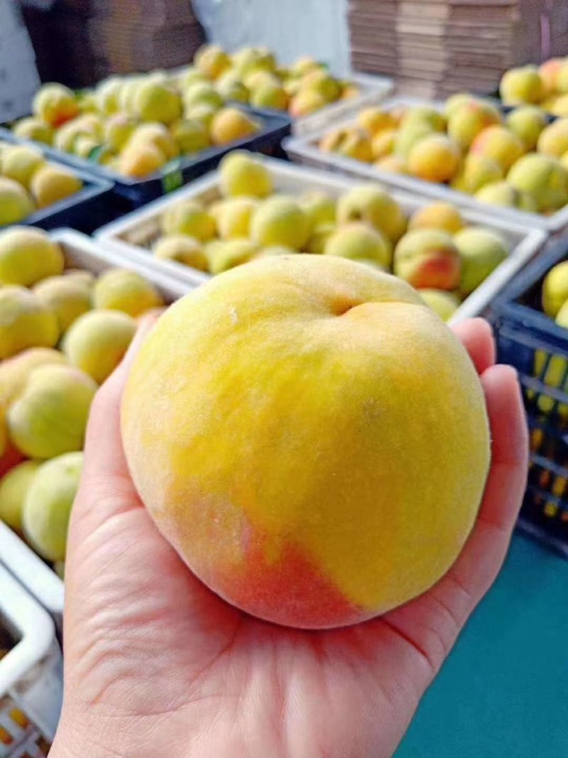 砀山黄桃精品黄桃4两以上大量上市货源充足