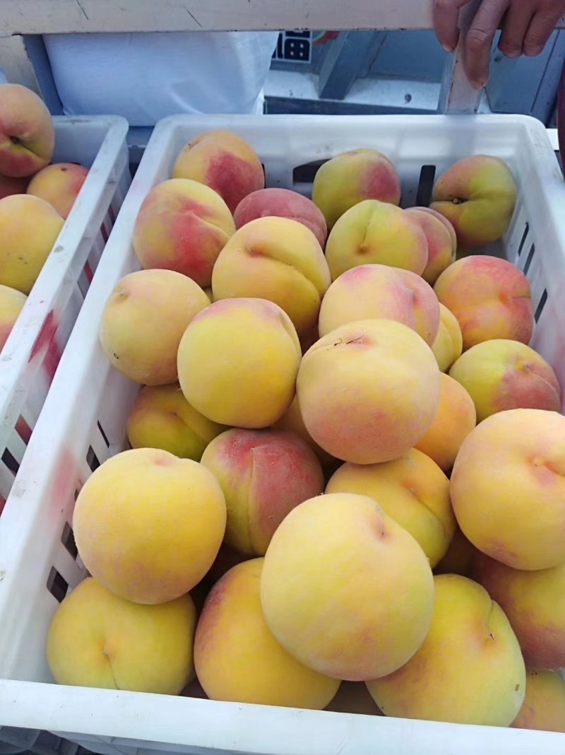 砀山黄桃精品黄桃4两以上大量上市货源充足