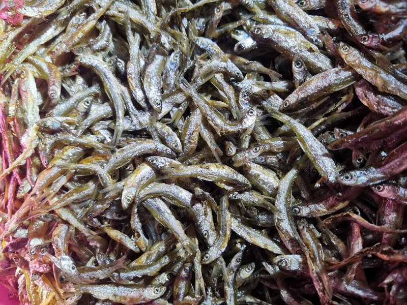 白条鱼蓝刀鱼油炸白条鱼油炸蓝刀鱼