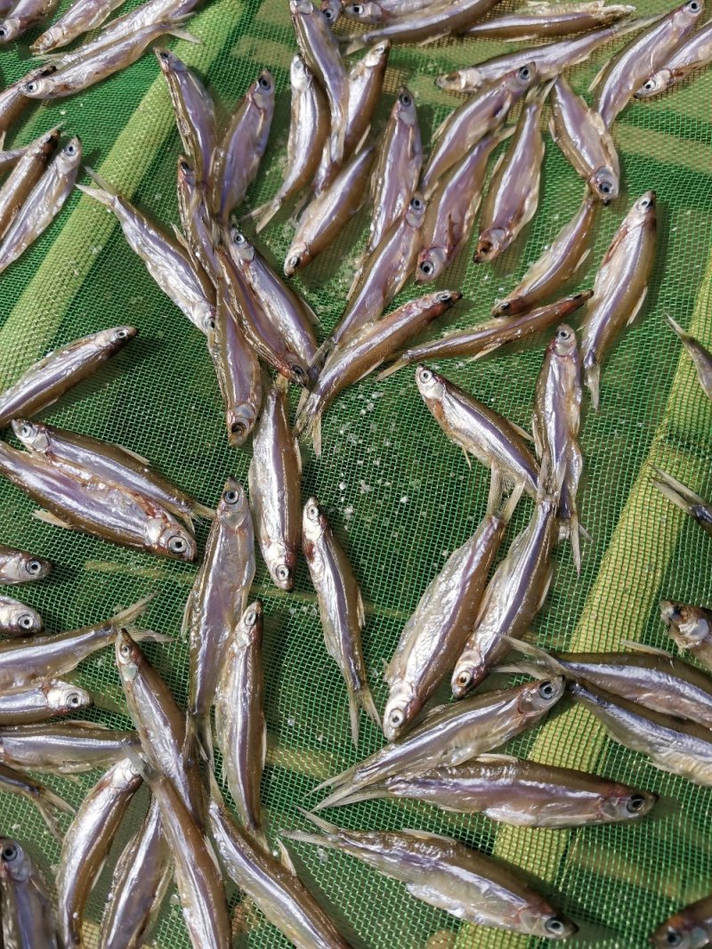 白条鱼蓝刀鱼油炸白条鱼油炸蓝刀鱼