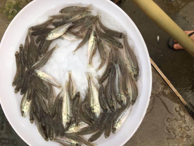 鲈鱼苗加州鲈鱼苗优鲈3号淡水鲈鱼苗