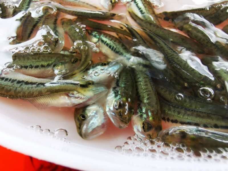 鲈鱼苗加州鲈鱼苗优鲈3号淡水鲈鱼苗