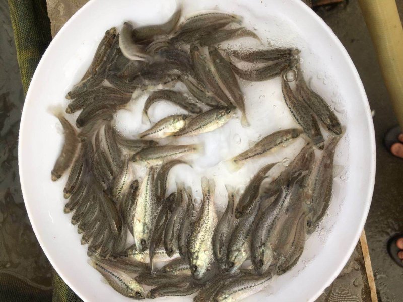 鲈鱼苗加州鲈鱼苗优鲈3号淡水鲈鱼苗