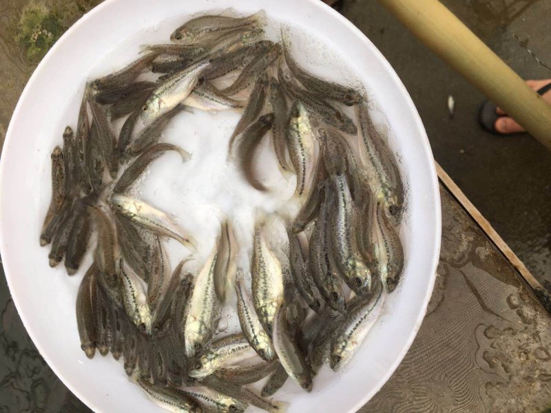 鲈鱼苗加州鲈鱼苗优鲈3号淡水鲈鱼苗