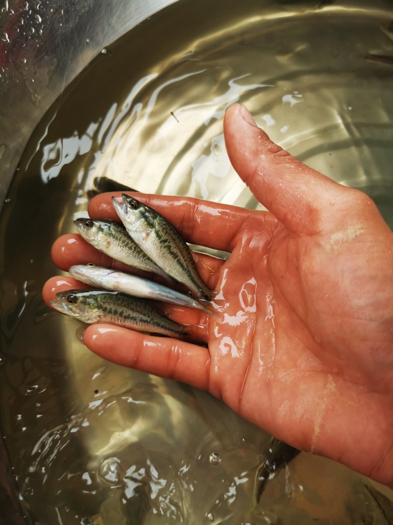 鲈鱼苗加州鲈鱼苗优鲈3号淡水鲈鱼苗
