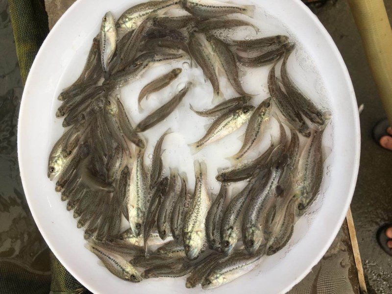 鲈鱼苗加州鲈鱼苗优鲈3号淡水鲈鱼苗