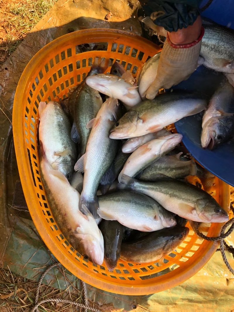 鲈鱼苗加州鲈鱼苗优鲈3号淡水鲈鱼苗
